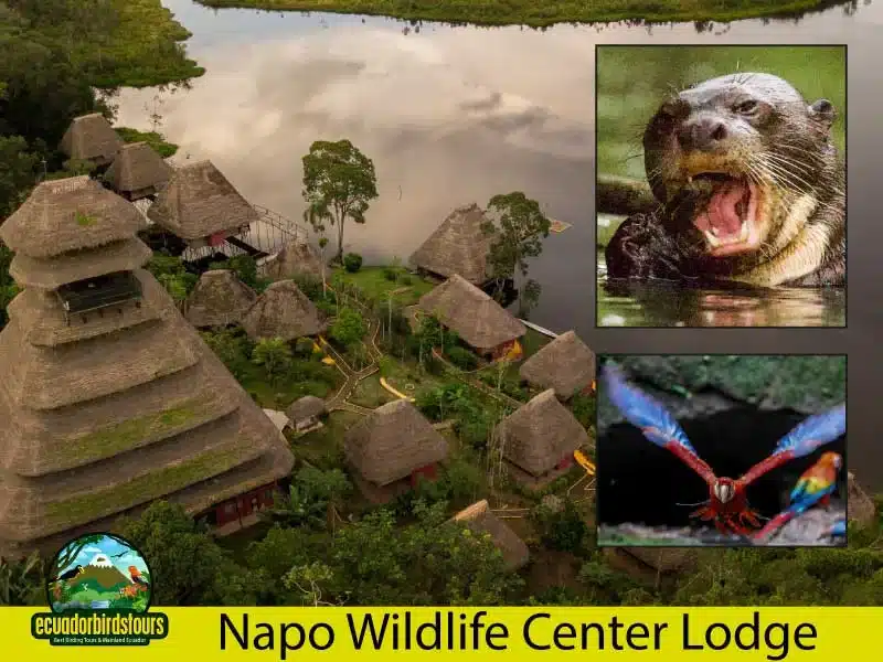 4 days napo wildlife center amazon lodge by ecuador birds tours main photo 74b4a873