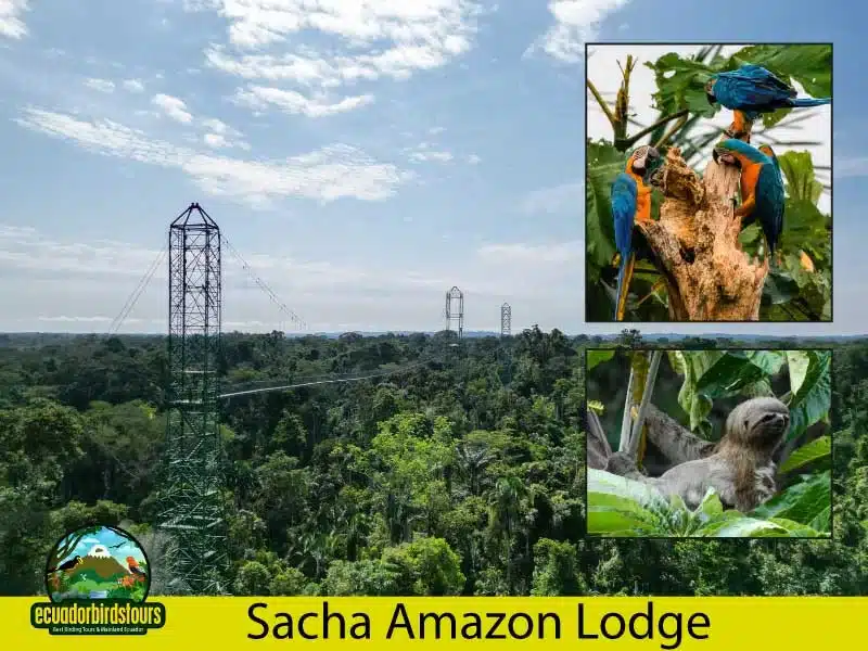 4 days sacha amazon lodge by ecuador birds tours main photo 1daccdfa