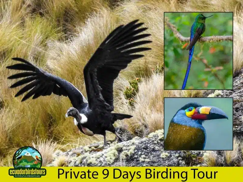 9 days birding tour by ecuador birds tours main photo 3897f24d