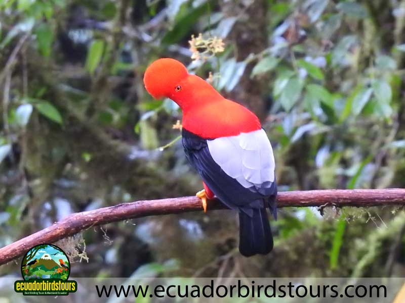 9 days birdwatching tours in ecuador andean cock of the rock by ecuador birds tours