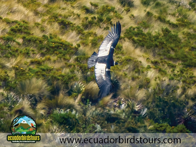 9 days birdwatching tours in ecuador andean condors by ecuador birds tours