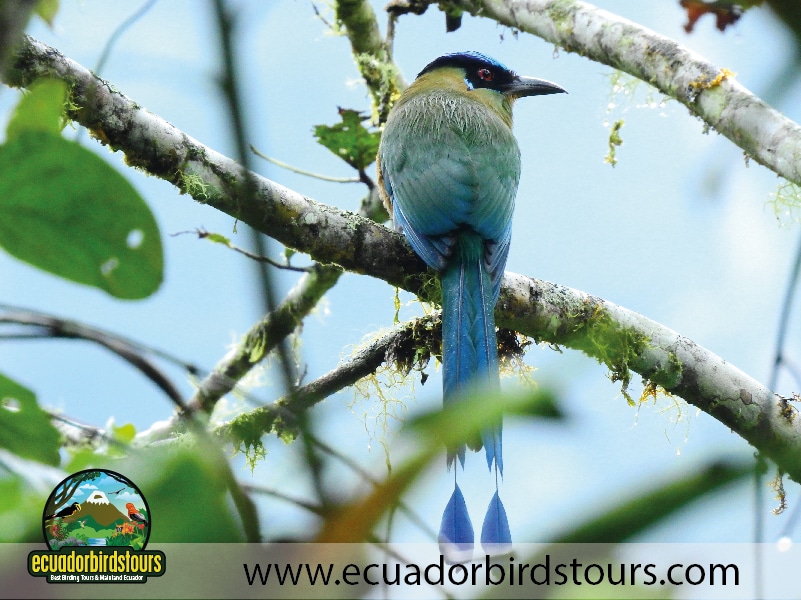 9 days birdwatching tours in ecuador andean motmot by ecuador birds tours