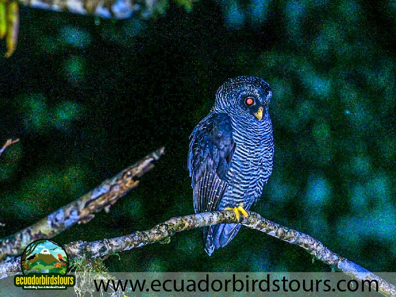 9 days birdwatching tours in ecuador black banded owl by ecuador birds tours