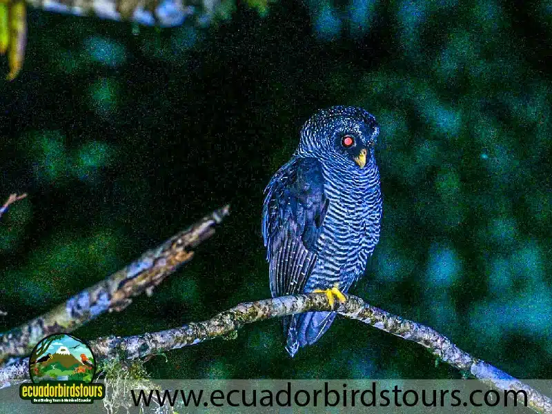 9 days birdwatching tours in ecuador black banded owl by ecuador birds tours 1 97acf08a
