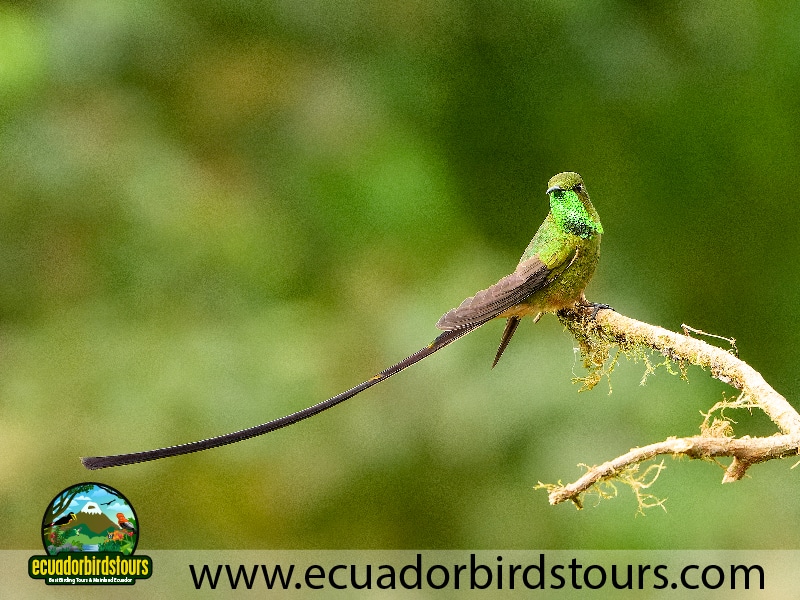 9 days birdwatching tours in ecuador black tailed trainbearer by ecuador birds tours