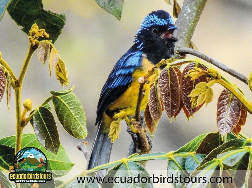 9 days birdwatching tours in ecuador buff breasted mountain tanager by ecuador birds tours