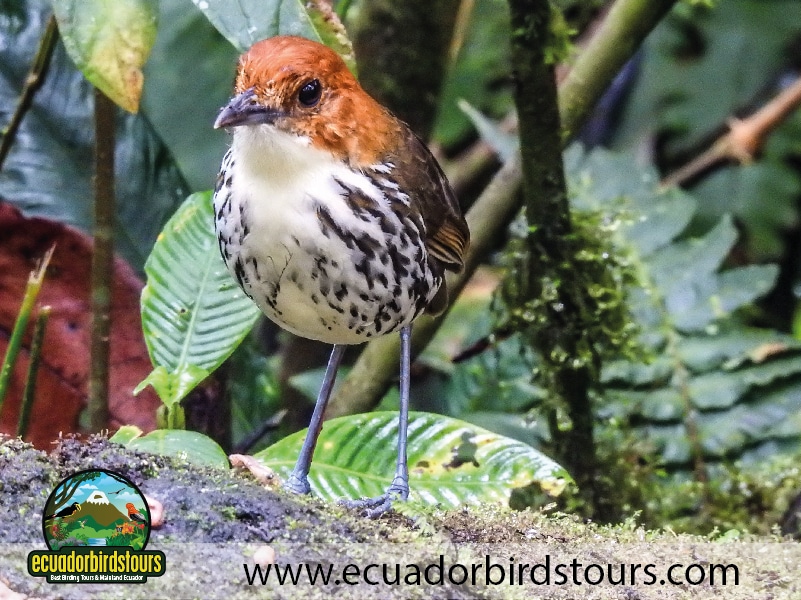 9 days birdwatching tours in ecuador chestnut crowned antpitta by ecuador birds tours