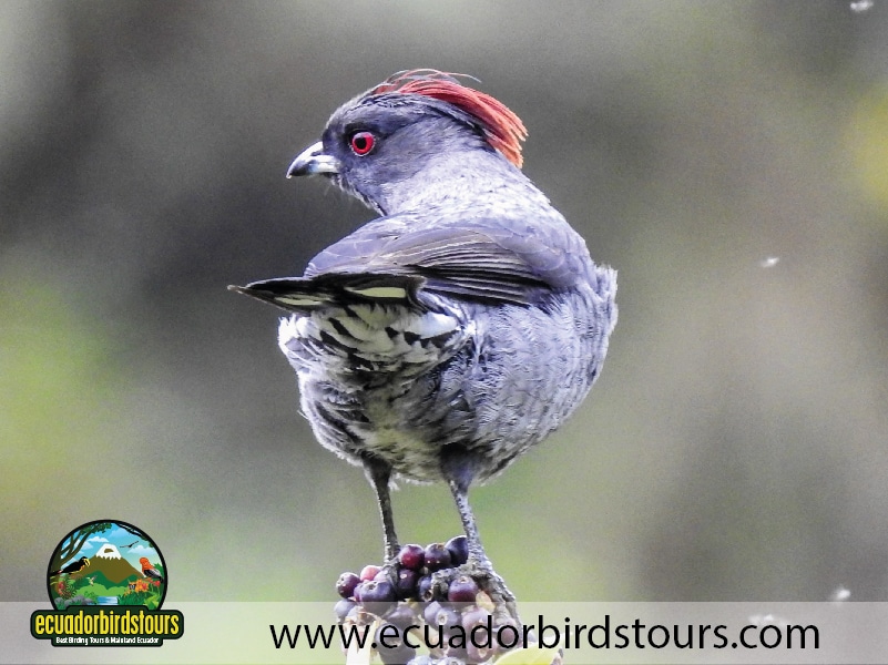 9 days birdwatching tours in ecuador red crested cotinga by ecuador birds tours