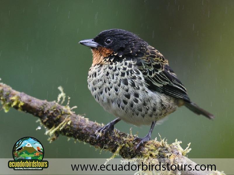 9 days birdwatching tours in ecuador rufous throated tanager by ecuador birds tours