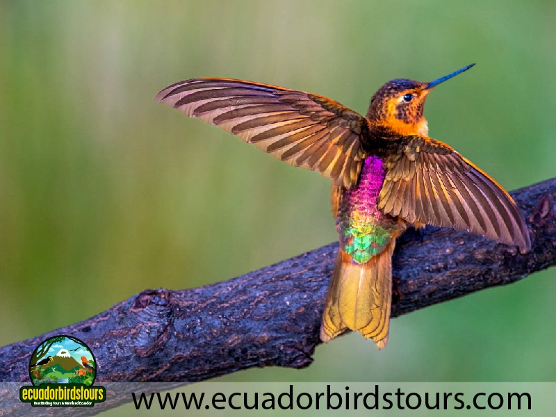 9 days birdwatching tours in ecuador shining sunbeam by ecuador birds tours