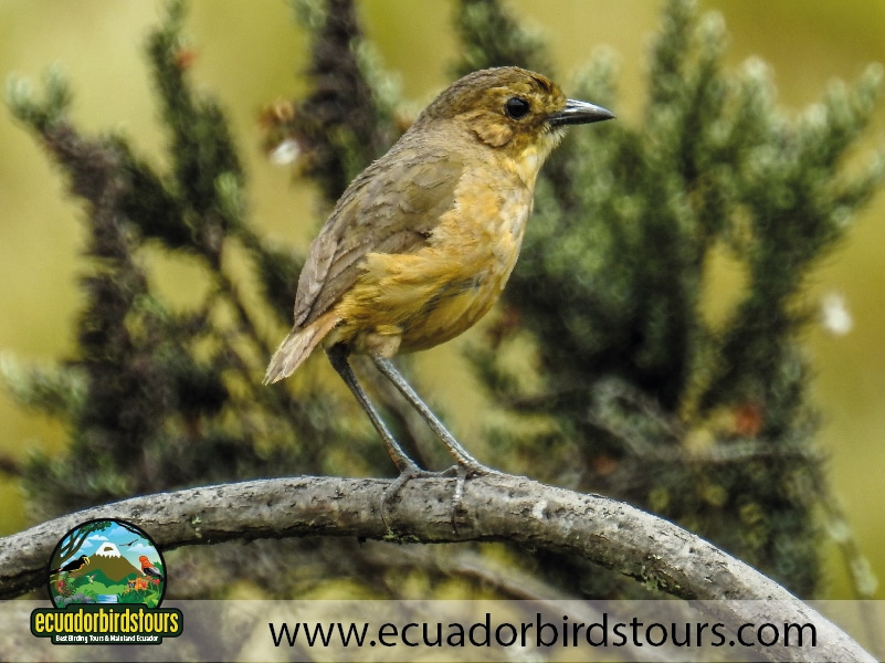 9 days birdwatching tours in ecuador tawny antpitta by ecuador birds tours