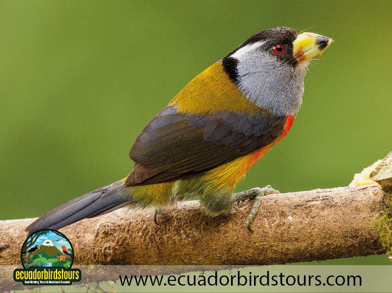 9 days birdwatching tours in ecuador toucan barbet by ecuador birds tours