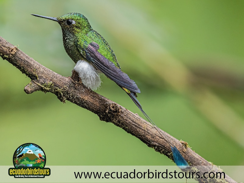 alambi hummingbird paradise by ecuador birds tours 2