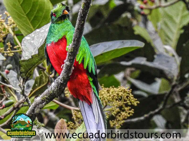 alambi hummingbird paradise by ecuador birds tours crested quetzal e46a2859