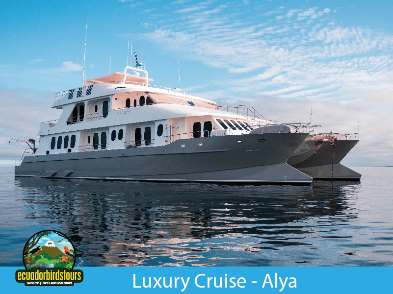 alya luxury galapagos cruise by ecuador birds tours