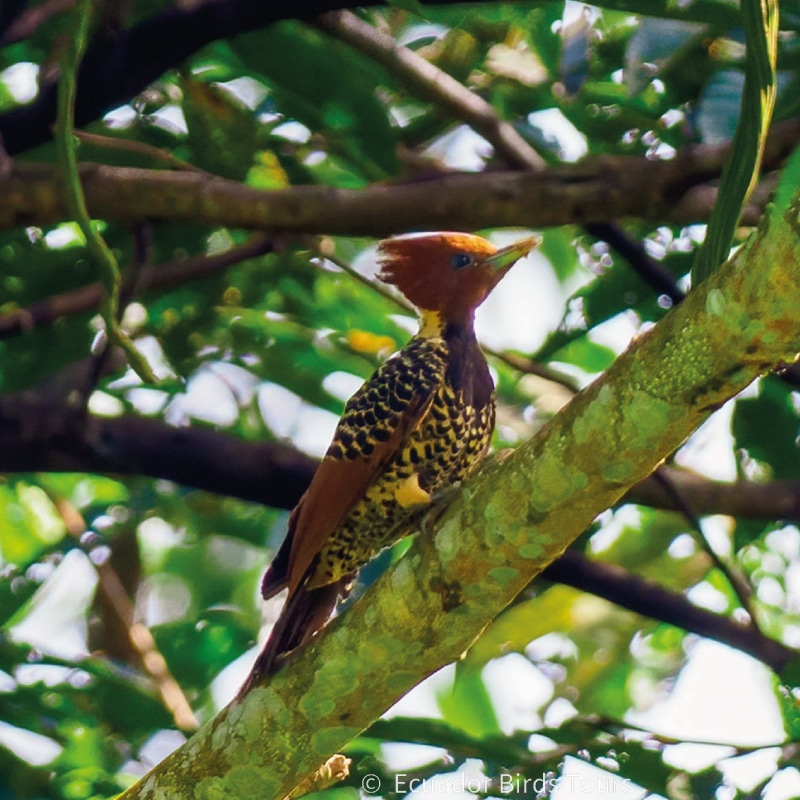 amazon birding tours in ecuador by ecuador birds tours (1)
