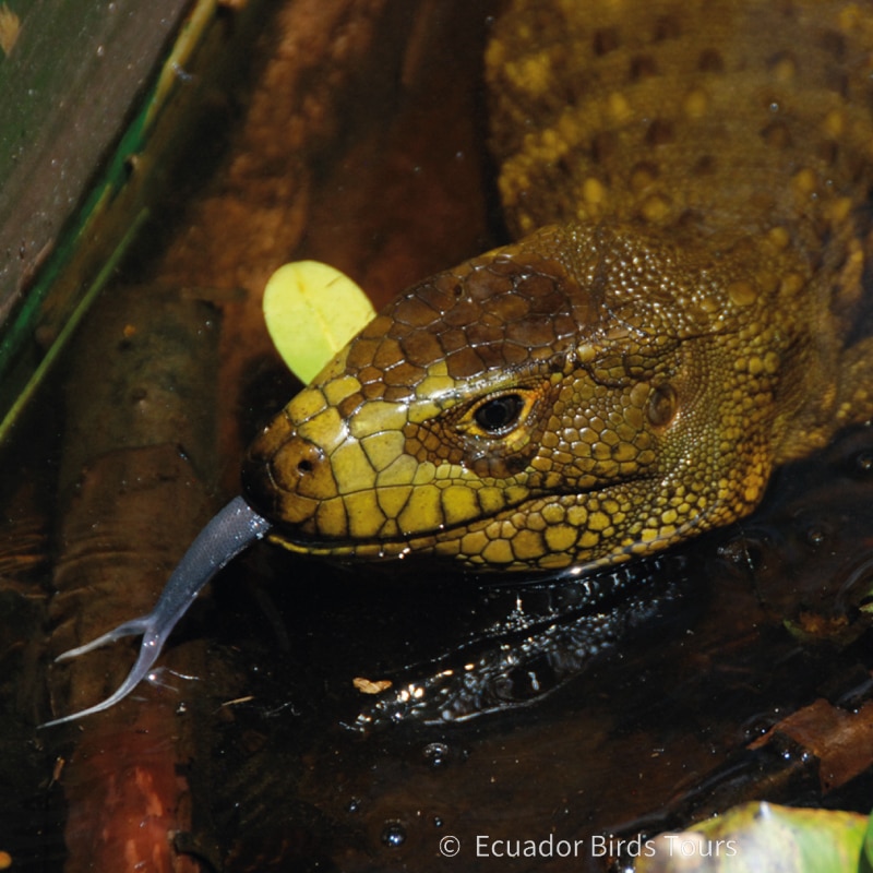 amazon birding tours in ecuador by ecuador birds tours (11)