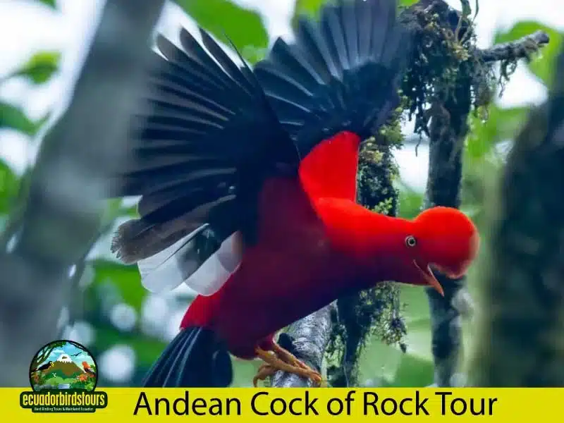 andean cock of the rock tour by ecuador birds tours e835da2a
