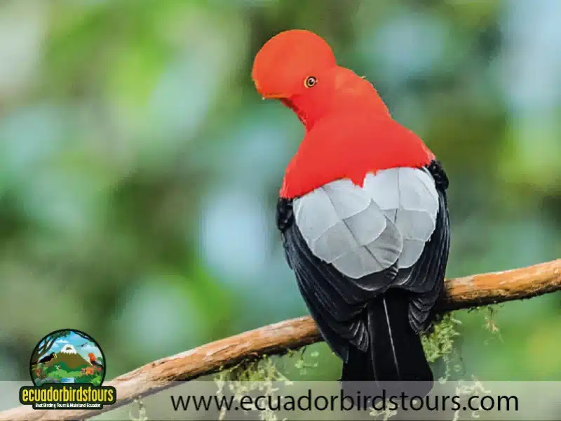 andean cock of the rock by ecuador birds tours 752aa4d3