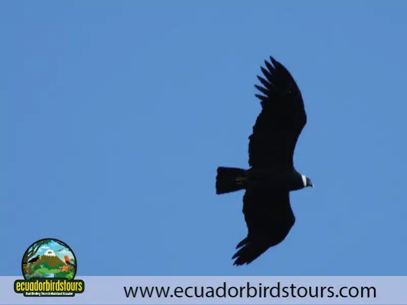 andean condor by ecuador birds tours 1ba3133c