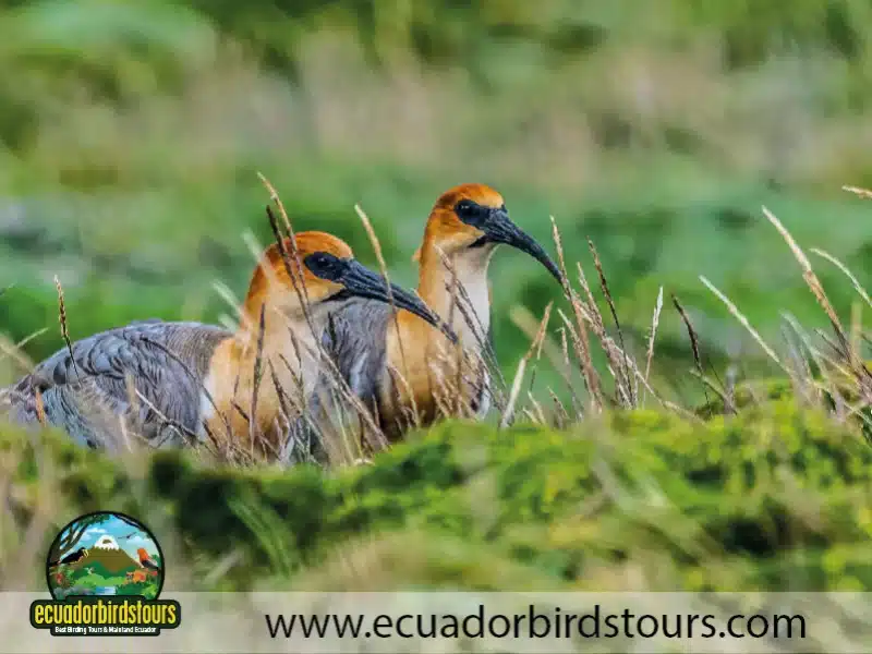 antisana condor observatory andean ibises by ecuador birds tours 9c875d5b