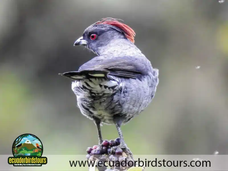 antisana condor observatory red crested cotinga by ecuador birds tours 42043724