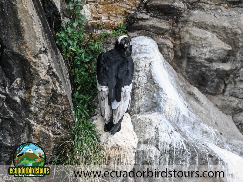 antisana condor reserve andean condor male by ecuador birds tours