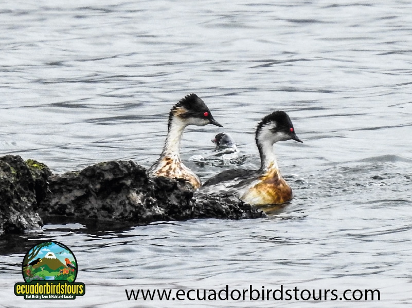 antisana condor reserve silvery grebe by ecuador birds tours
