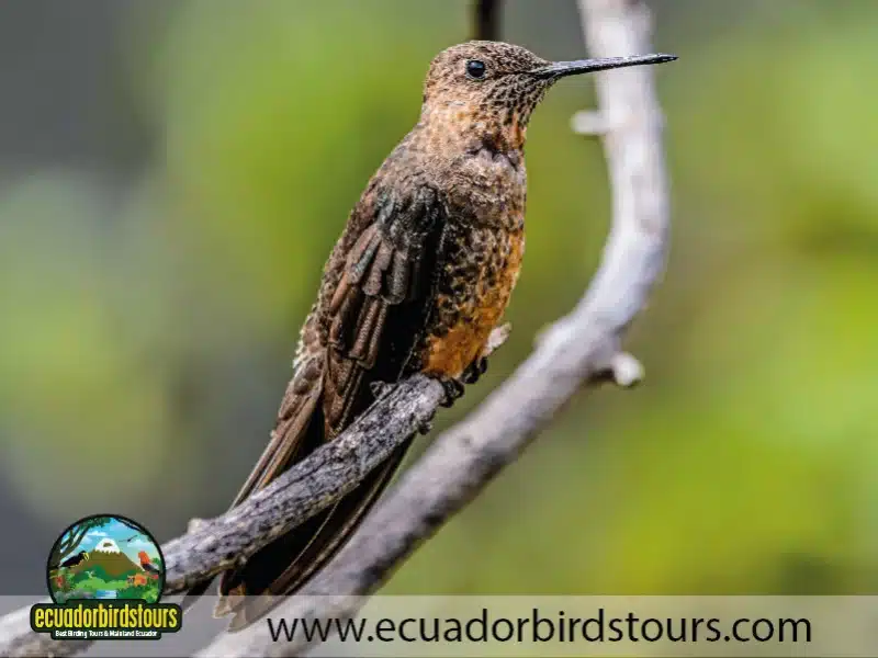 antisana condor reserve by ecuador birds tours 1 f04bffdf