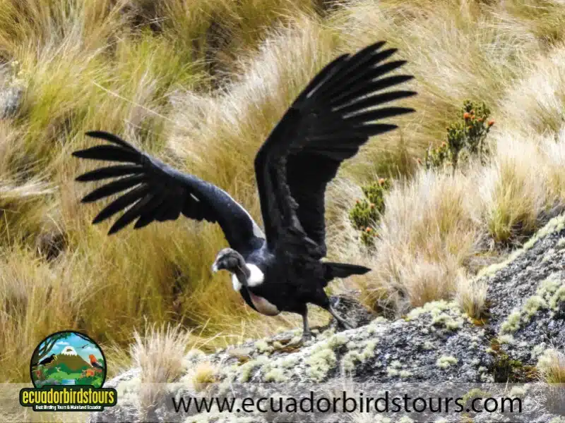 antisana condor reserve by ecuador birds tours 9 94529b14
