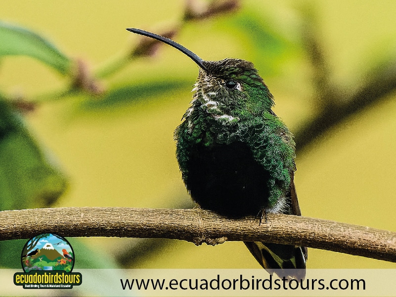 antisana national park mountain velvetbreat