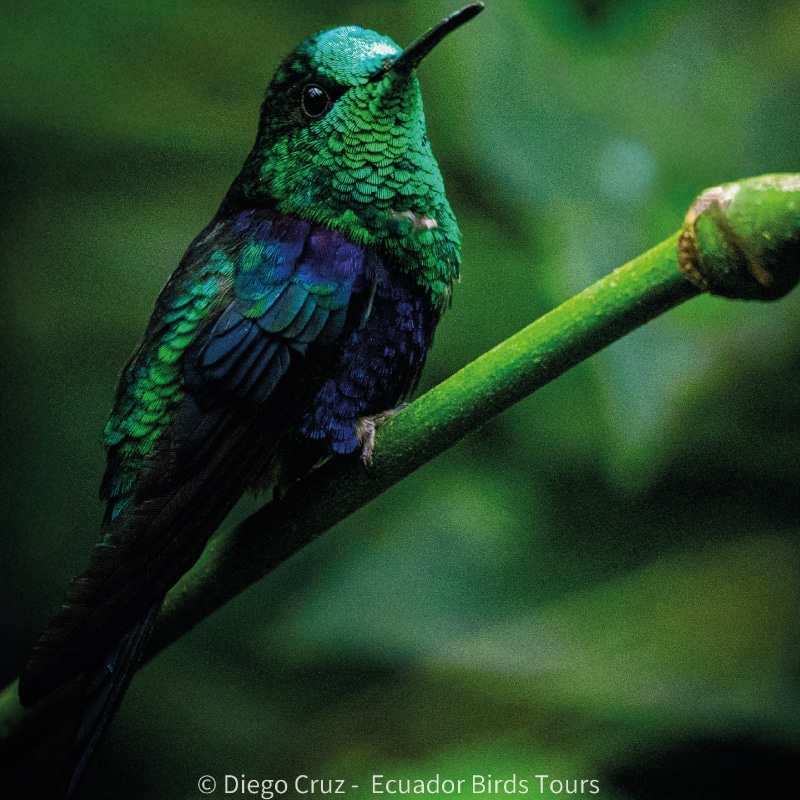 birding day tours from quito by ecuador birds tours (8)