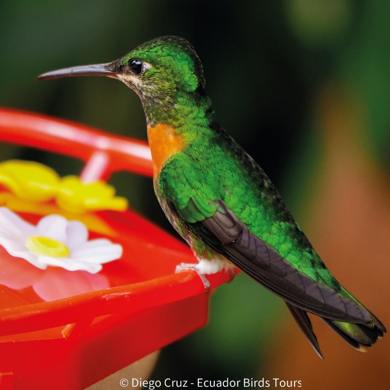 birding reports in ecuador by ecuador birds tours (7)