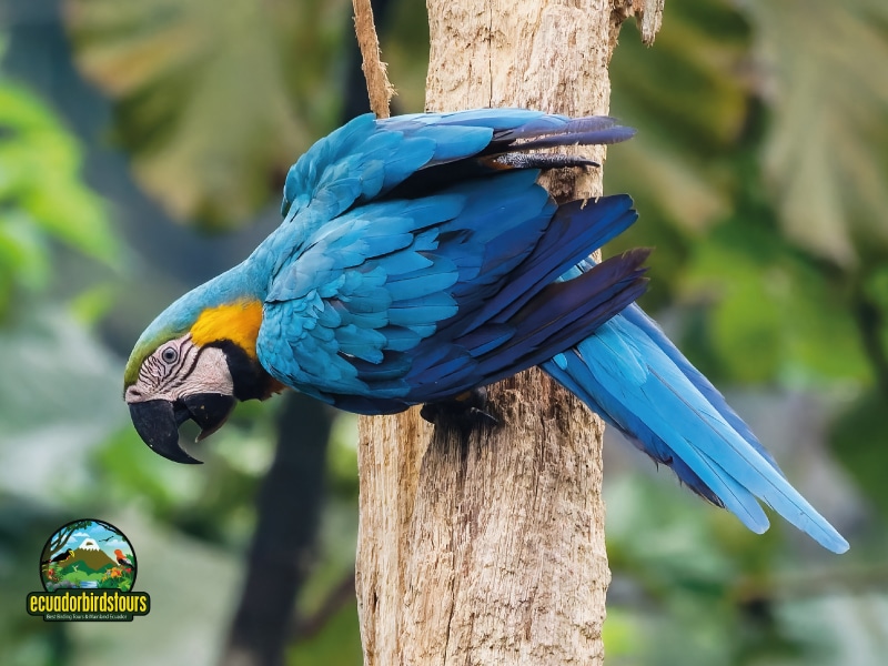 birding in ecuador tours sacha lodge