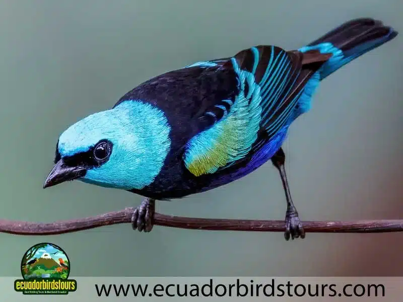 birding photography tours in ecuador 5 1 a522fcd4