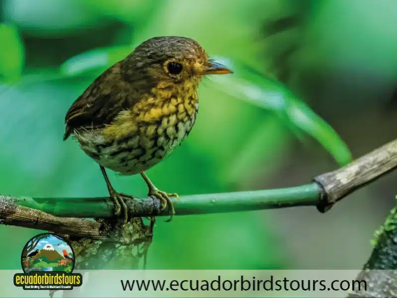 birding photography tours in ecuador 6 9b292032