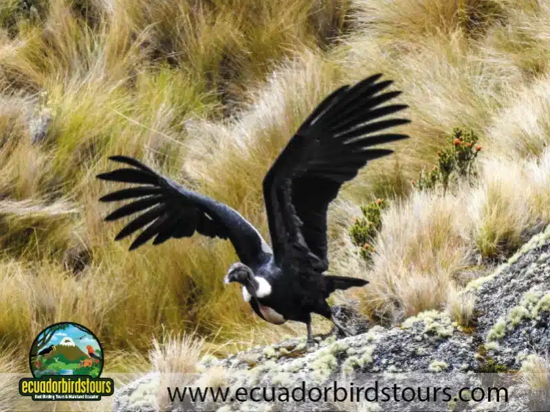 birding photography tours in ecuador 7 3c5d48c8