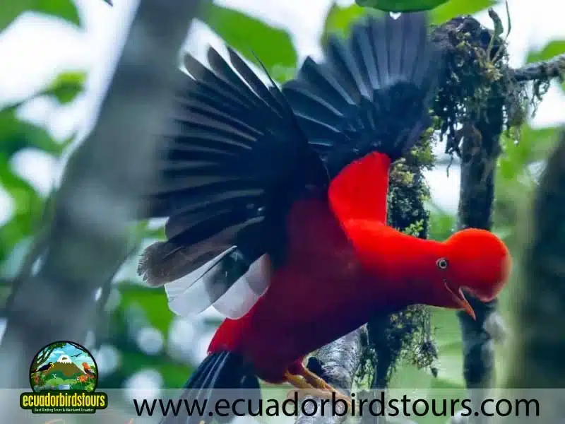 birding photography tours in ecuador andean cock of the rock c5410b76 (1)
