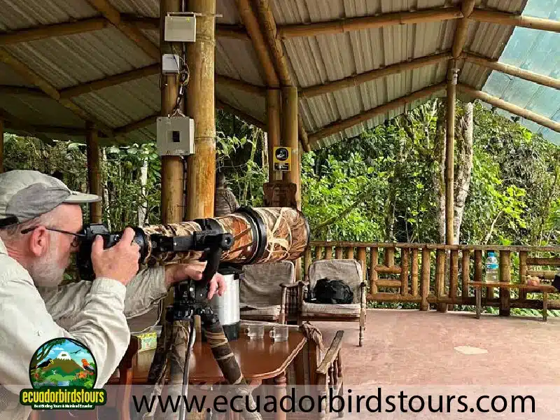 birding tours in ecuador by ecuador birds tours 11 925adf67