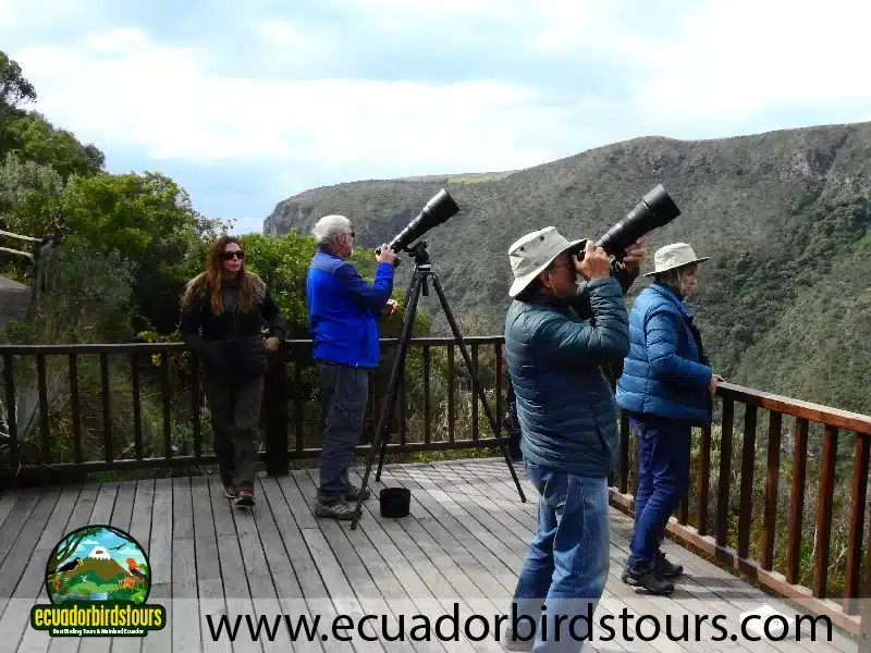 birding tours in ecuador by ecuador birds tours 5 34c7ac4c