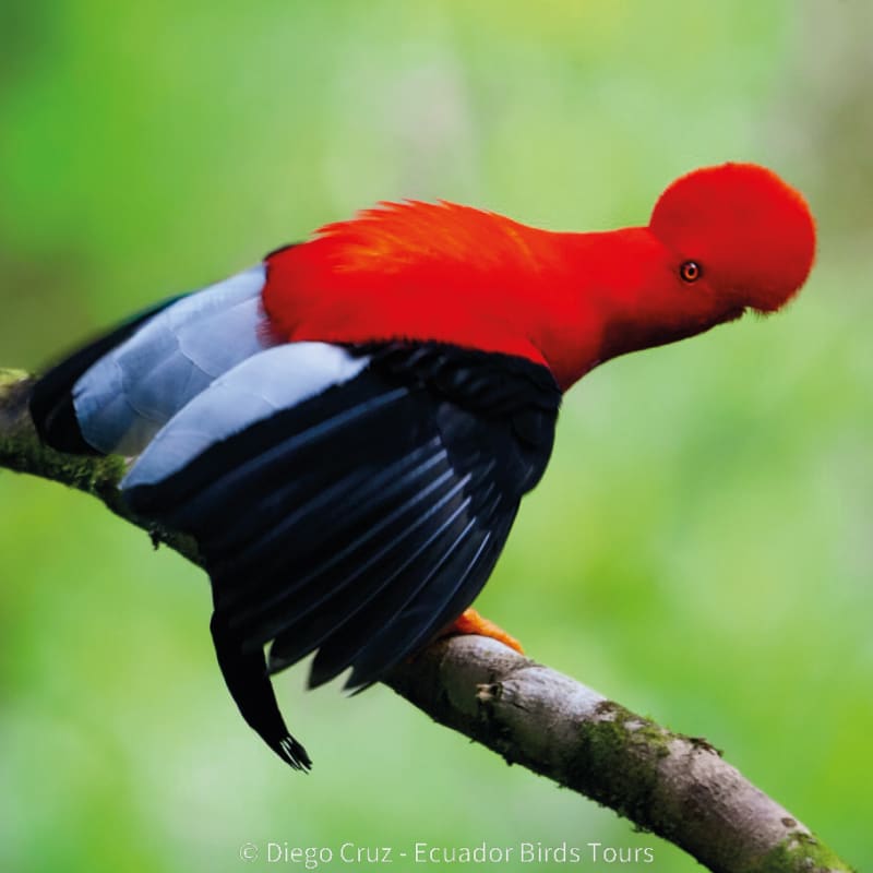 birds of ecuador by ecuador birds tours (24)