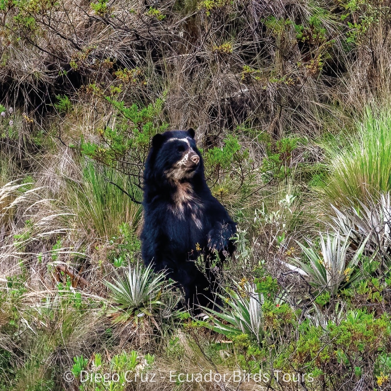 birdwatching in the andes jimenita, antisana and zuro loma (20)