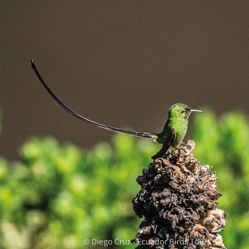 birdwatching in the andes jimenita, antisana and zuro loma (25)