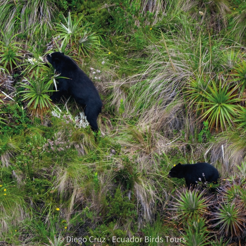 birdwatching in the andes jimenita, antisana and zuro loma (43)