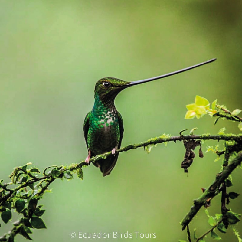birdwatching in the andes jimenita, antisana and zuro loma (46(