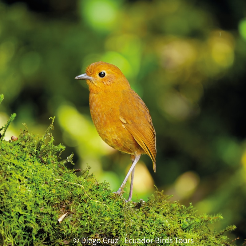 birdwatching in the andes jimenita, antisana and zuro loma (47)