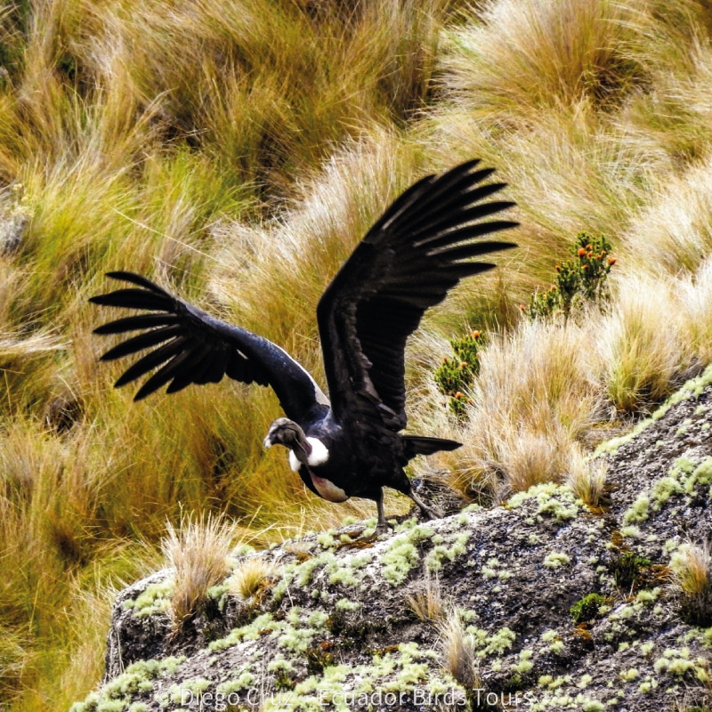 birdwatching in the andes jimenita, antisana and zuro loma (8)
