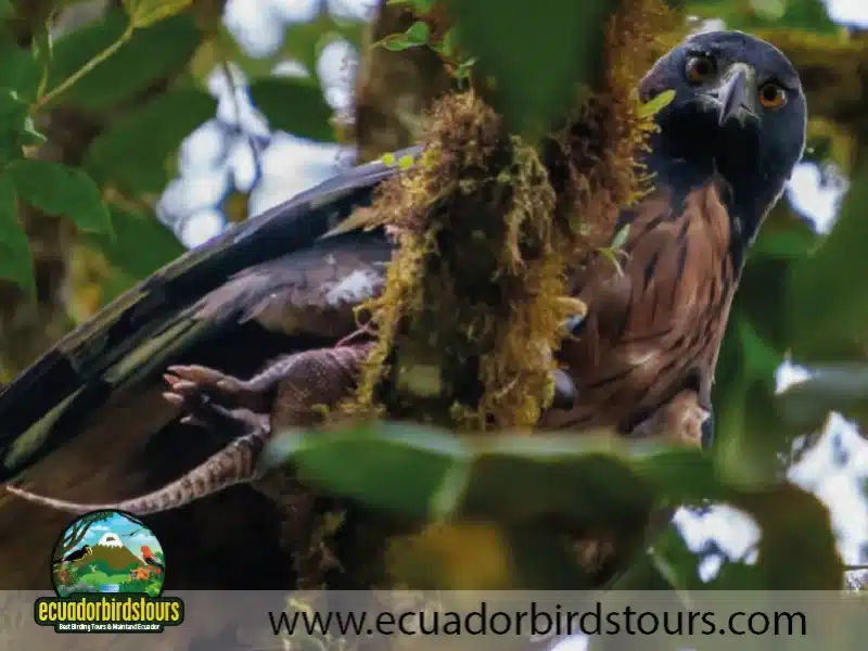 black and chestnut eagle by ecuador birds tours a341b3ad