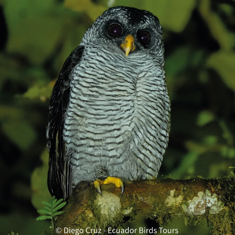 cloud forests bird species photo bird tours ecuador (1)