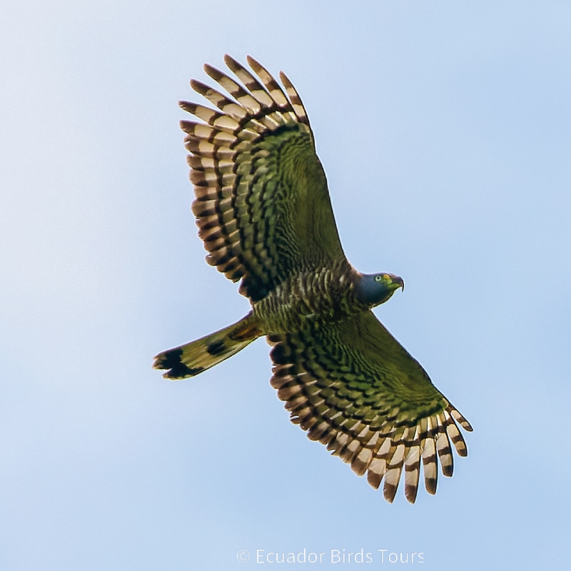 cloud forests bird species photo bird tours ecuador (12)